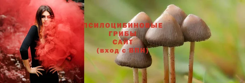 Галлюциногенные грибы Psilocybine cubensis  Касимов 